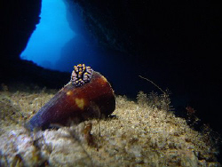 Nudibranch on cone by Martin Dalsaso 